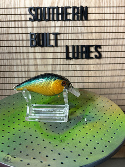 Gold and Blue shiner