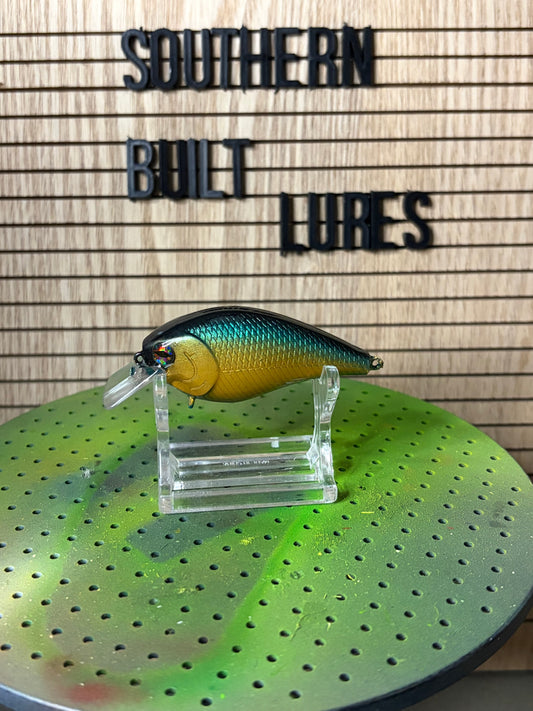 Gold and Blue shiner
